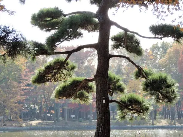 beautiful Japanese pine tree
