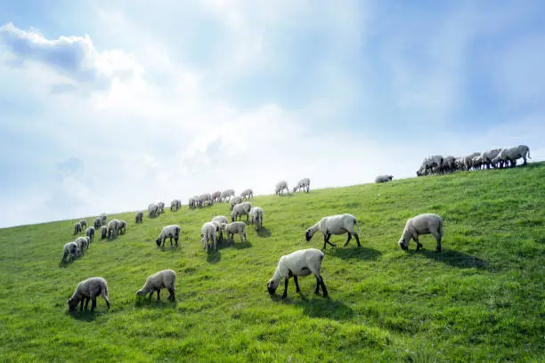 sheep grazing on a dike in frieland, germany