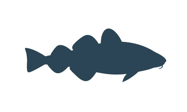 ilustrações de stock, clip art, desenhos animados e ícones de atlantic cod silhouette.  isolated cod on white background - bacalhau