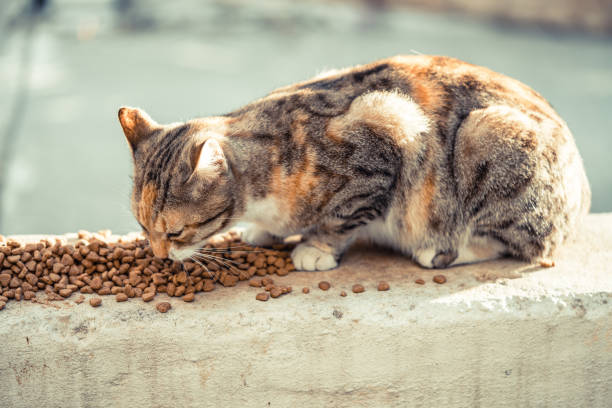 거리의 고양이 음식 - stray cat 뉴스 사진 이미지