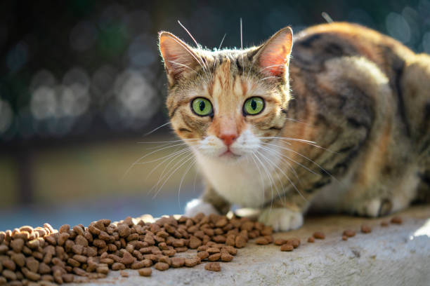 istock street cat and food 1075047768