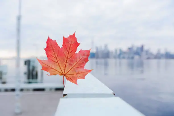 Photo of Red maple leaf with Toronto skyline on background