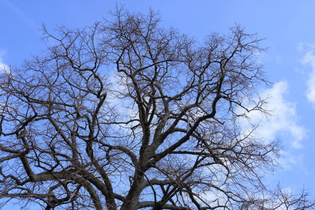 曇り空の裸木のシルエット - bare tree tree single object loneliness ストックフォトと画像