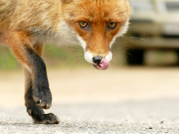 Rabid or tame fox is lurking in urban environment stock photo