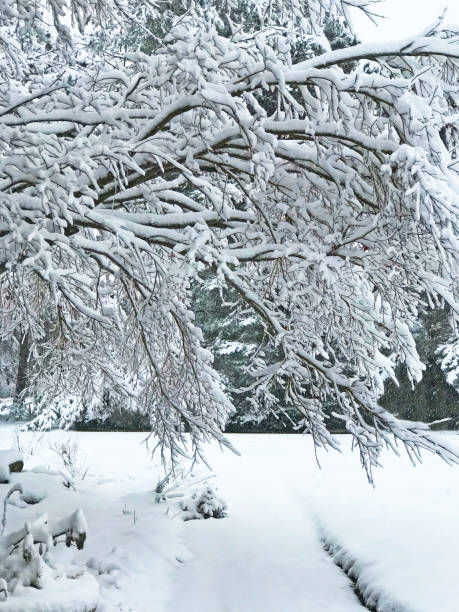 istock Snow Covered Japanese Red Maple by a Sidewalk 1075060446