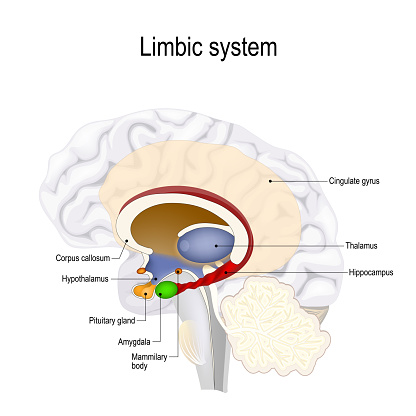 limbic system. Cross section of the human brain. Anatomical components of limbic system: Mammillary body, pituitary gland, amygdala, hippocampus, thalamus, cingulate gyrus, corpus callosum, hypothalamus). Vector illustration for medical, biological, and educational use