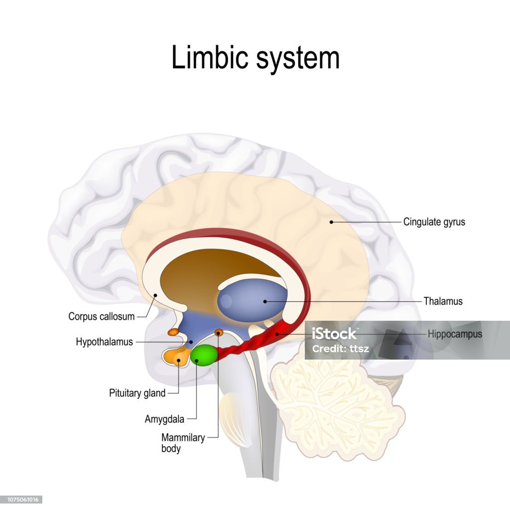 limbic system. limbic system. Cross section of the human brain. Anatomical components of limbic system: Mammillary body, pituitary gland, amygdala, hippocampus, thalamus, cingulate gyrus, corpus callosum, hypothalamus). Vector illustration for medical, biological, and educational use Limbic System stock vector