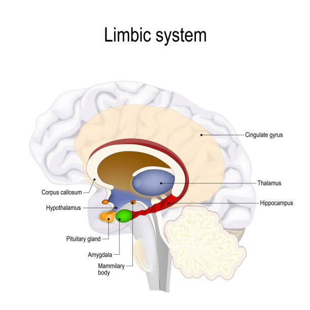 limbic system. limbic system. Cross section of the human brain. Anatomical components of limbic system: Mammillary body, pituitary gland, amygdala, hippocampus, thalamus, cingulate gyrus, corpus callosum, hypothalamus). Vector illustration for medical, biological, and educational use cerebrum stock illustrations