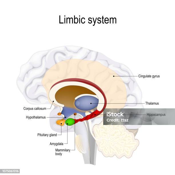 Limbic System Stock Illustration - Download Image Now - Limbic System, Hippocampus - Brain, Amygdala