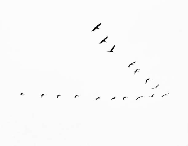 istock flight of geese 1075062736