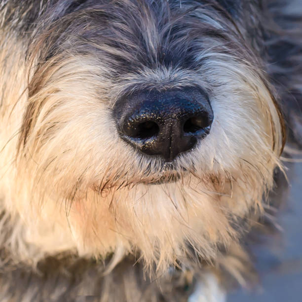 istock Dog nose closeup 1075067778