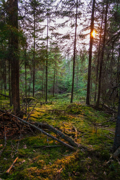 istock wet empty forest in early spring trees without leaves 1075079968