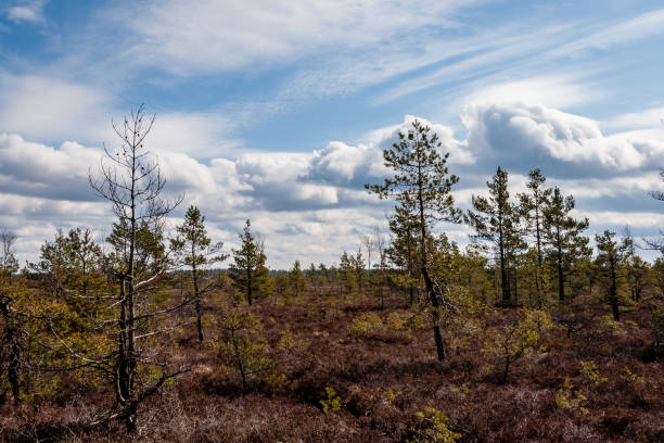 istock pine tree trunks and branches with green needles in swamp area 1075080014