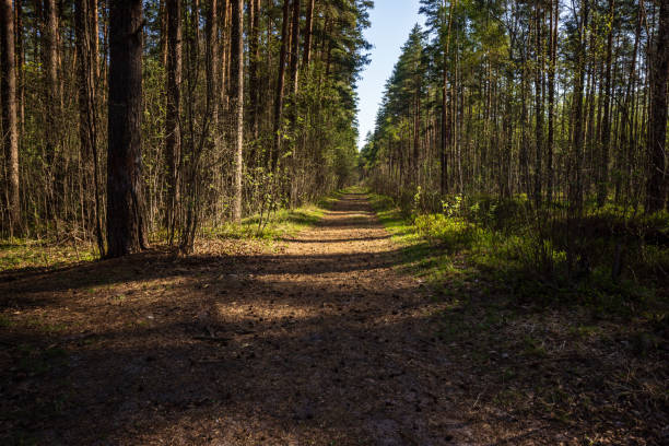 istock wet empty forest in early spring trees without leaves 1075081286