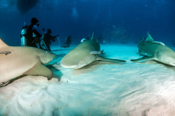 istock Lemon shark at the Bahamas 1075081716