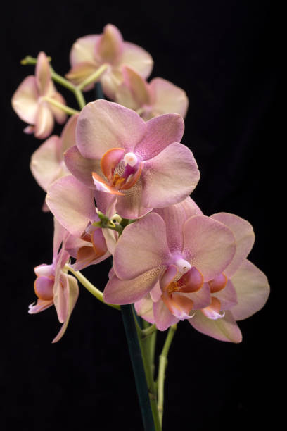 istock Pastel orchid flower 1075081884