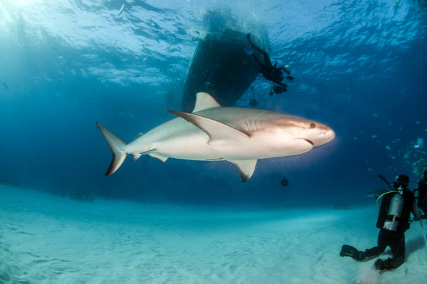 istock Caribbean reef shark at the Bahamas 1075082680