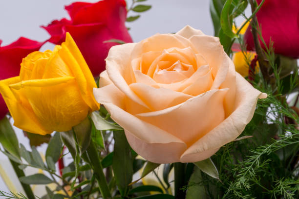 istock Bouquet of assorted multicolored roses isolated on white background 1075082856