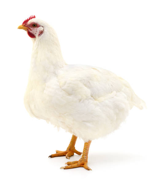 white hen isolated. stock photo