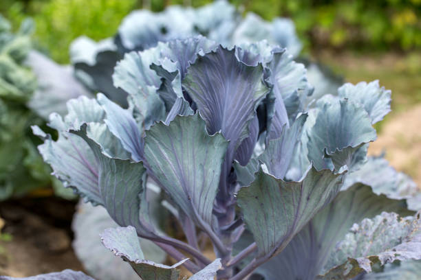 istock Close up of red cabbage head in garden 1075083108