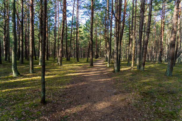 istock wet empty forest in early spring trees without leaves 1075086666
