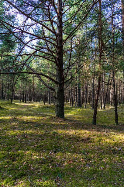 istock wet empty forest in early spring trees without leaves 1075086748