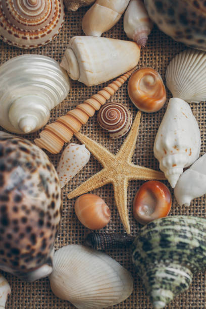 istock Seashells mix background. Close up of seashells texture and background for design. 1075087522