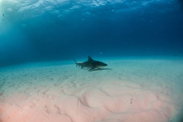 istock Bull shark at the Bahamas 1075089624