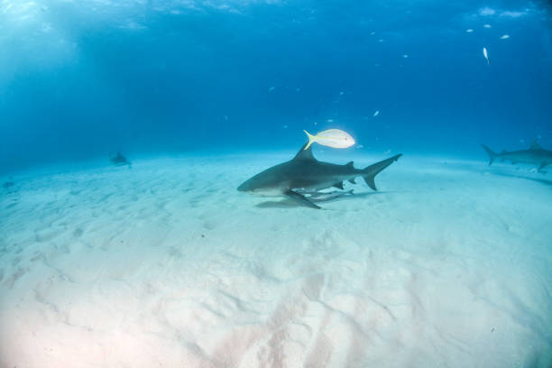 istock Bull shark at the Bahamas 1075091290