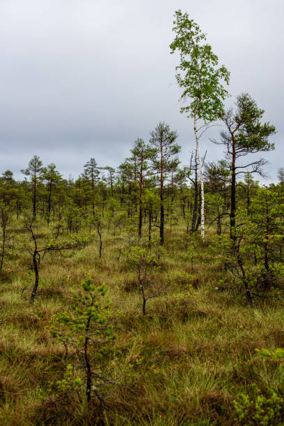 istock pine tree trunks and branches with green needles in swamp area 1075093612
