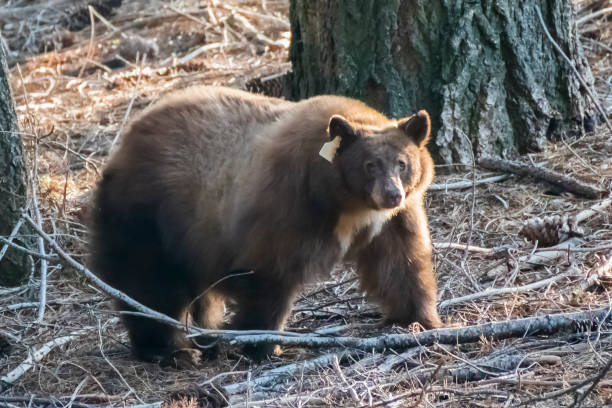 istock Close Up Fat and Fluffy California Black Bear in Forest 1075094104