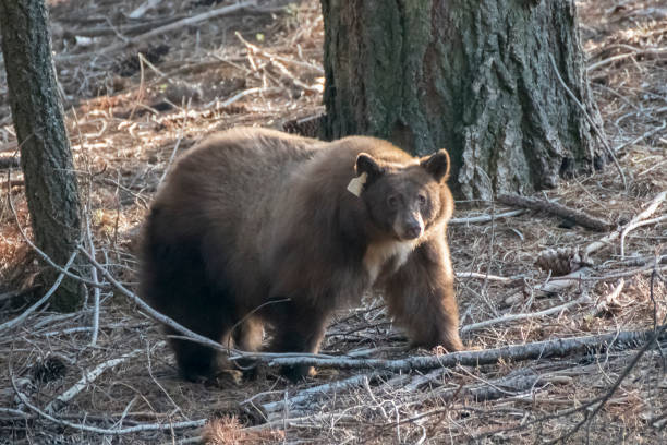 istock California Black Bear Close Up in Forest 1075094114
