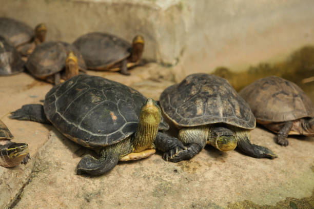 Chinese stripe-necked turtles have series of black yellow stripe from head to neck. Asian Box turtles, yellow stripe lines on neck, can withdraw inside fully closed shell due to hinge-line of plastron china tortugas de cuello de banda tienen serie de negro raya amarilla de la cabeza al cuello. tortugas de caja asiáticas, líneas de franja amarilla en el cuello, pueden retirar cáscara completamente cerrada debido a la línea de bisagra de plastrón