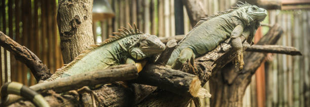 Green iguana (Iguana iguana), also known as American iguana, is a large, arboreal, lizard. Found in captivity as a pet due to its calm disposition and bright colors. Exotic Pet Care, Wildlife, Animal iguana verde (iguana iguana), también conocida como iguana americana, es una lagartija grande, arbórea. encuentran en cautiverio como mascota debido a su disposición calma y colores brillantes. cuidado de mascotas exóticas, fauna, animales
