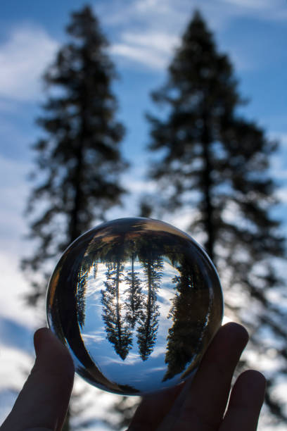 istock Two Trees with Sun and Clouds Behind from Low Angle View Captured in Glass Ball Reflection 1075096508