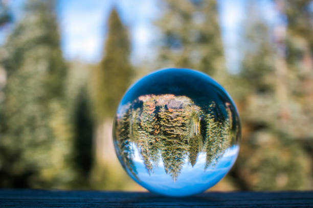 Glass Globe Captures Reflection of Thick Forest with Pine Trees