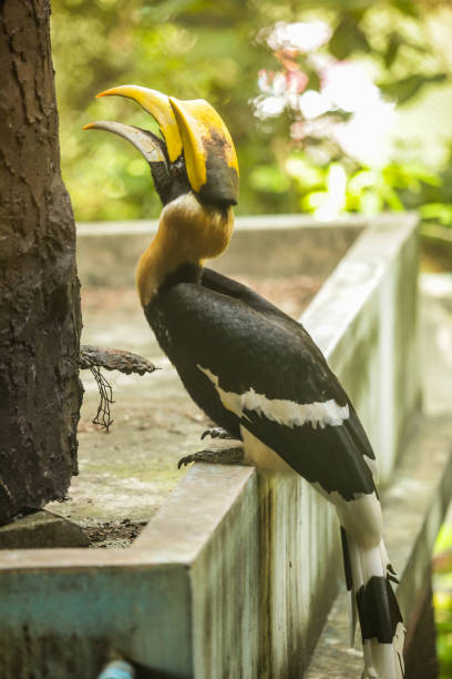 Great Hornbill (great Indian hornbill, great pied hornbill), one of larger members of hornbill family, has long brightly colored down-curved bill and a casque. Animal, Bird in zoo aviary captivity. gran hornbill (gran hornbill indio, gran hornbill de varios colores), uno de los más grandes miembros de familia de hornbill, tiene color brillantes durante mucho tiempo bill curvado hacia abajo y un casque. animal, aves en cautiverio de aviario del parqu