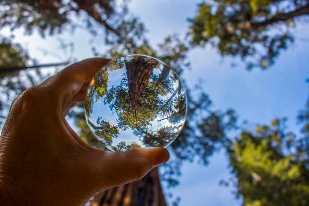 Giant Sequoia Redwood Tree Captured in Glass Ball Reflection in Low Angle View Looking Skyward