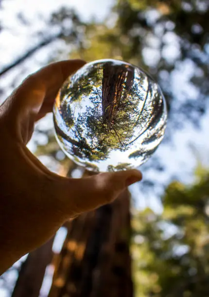 Giant Sequoia Redwood Trees in California's Sierra Nevada mountains in forest image captured in glass ball.