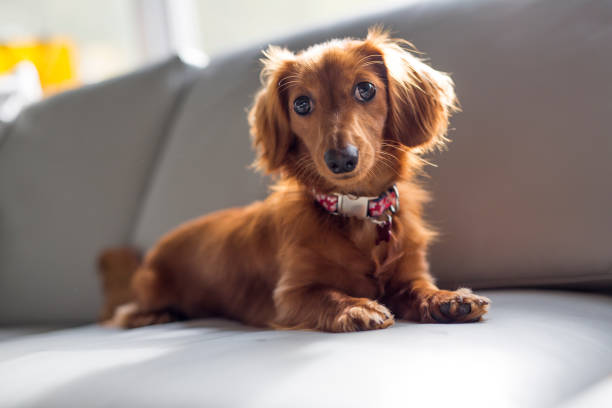 A cute teckel dog at home look nice