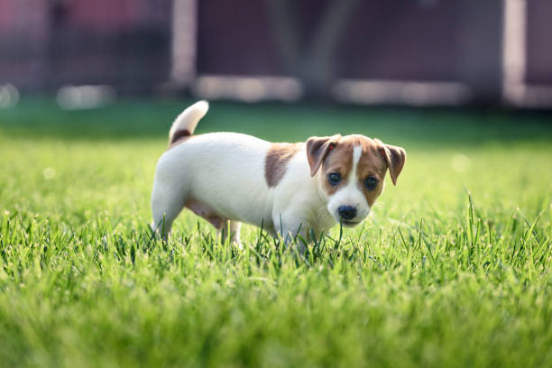 istock Jack russel terrier puppy on green lawn 1075099946