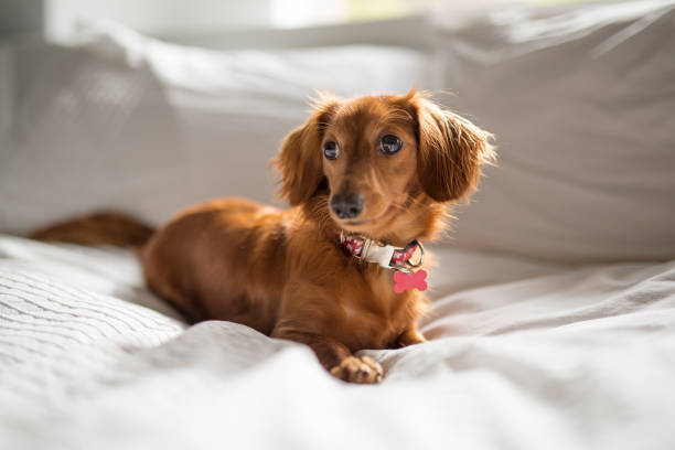 istock A cute teckel dog at home on bed 1075100592