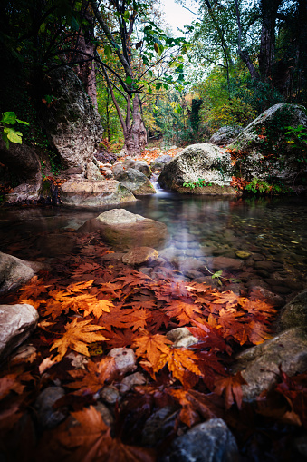 Stream in foggy Forest at autumn