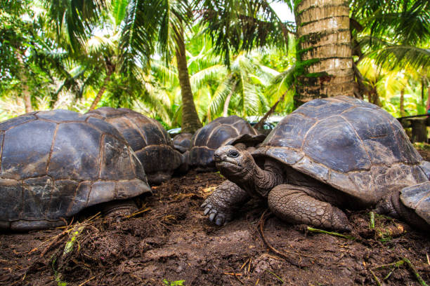 Four giant turtles lying on the ground Four giant turtles lying on the ground under the palms prehistoric turtle stock pictures, royalty-free photos & images