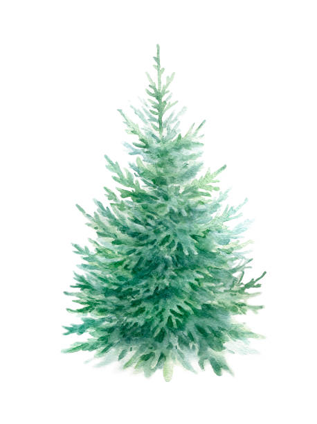 Christmas tree Christmas tree isolated on white background.Watercolor illustration. december clipart pictures stock illustrations