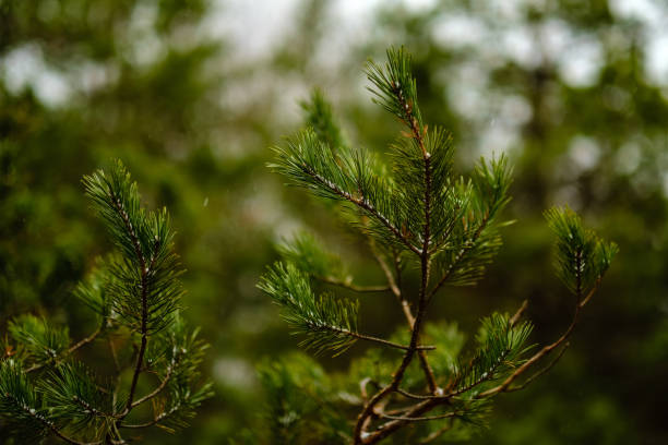 istock pine tree trunks and branches with green needles in swamp area 1075109982