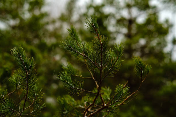 istock pine tree trunks and branches with green needles in swamp area 1075109984
