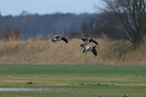 istock Branta leucopsis, Barnacle Goose, Zingst Germany 1075115276