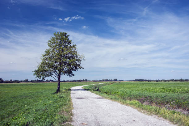 istock Lonely big tree by the country road 1075117296