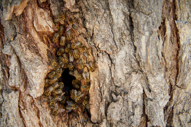 pszczoły zbierają miód w dzikim ulu w zagłębieniu drzewa. - bee swarm of insects beehive tree zdjęcia i obrazy z banku zdjęć